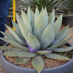 Agáva (Agave) ´NEOMEXICANA´ - výška 40-60 cm, Ø 40-60 cm, kont. C50L (-25°C)